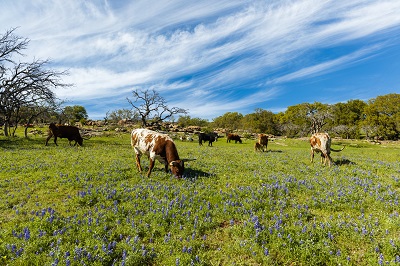 cattle in a field