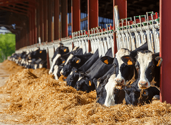 Several cows laying on bales of hay in a barn