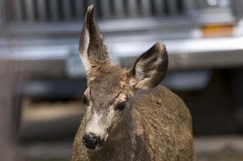 Deer Encounter